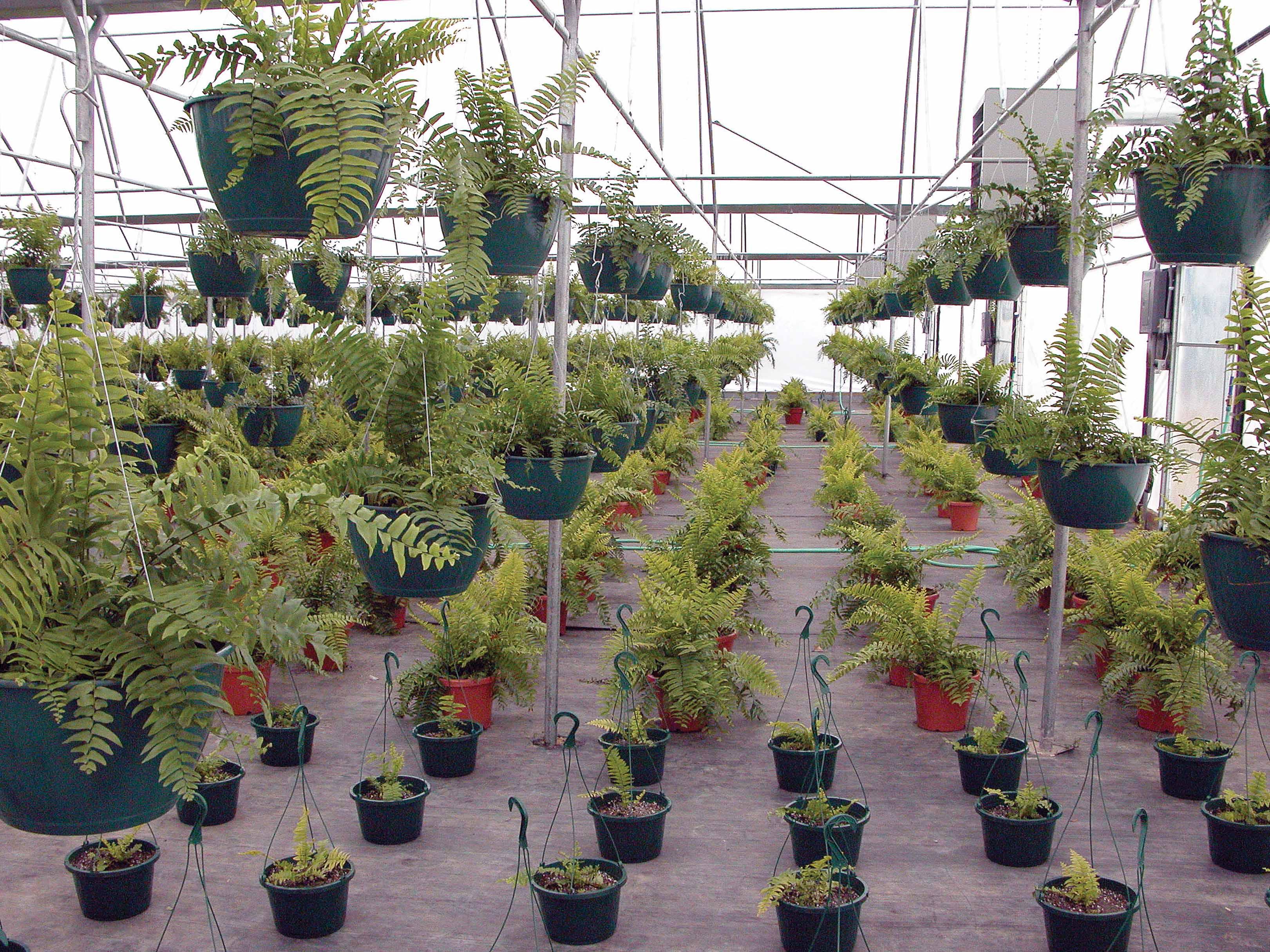 Look for locally grown landscape plants